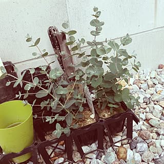 玄関/入り口/☆新居☆/お気に入り雑貨☆/グリーン/ユーカリのインテリア実例 - 2013-03-13 10:00:33