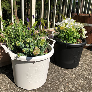 オレガノケントビューティー ハーブ寄せ植えのインテリア実例 Roomclip ルームクリップ