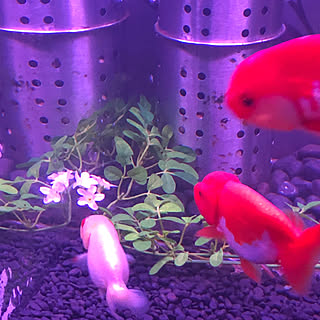 屋外飼育のインテリア実例 Roomclip ルームクリップ