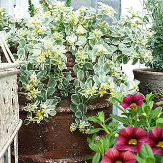 植物/日替わり投稿企画!木曜日/錆ペイント/鳥かご/ティフォシーアンティークシリーズ...などのインテリア実例 - 2017-06-22 17:14:41