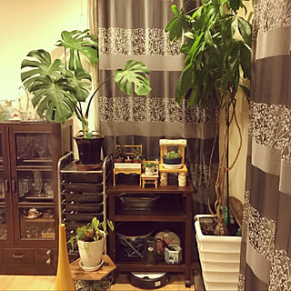 グリーンに癒される/休日ガーデナー/パキラ/ルンバのお家/多肉ちゃん大好き❤︎...などのインテリア実例 - 2020-02-24 20:29:49