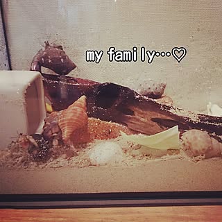 棚 ヤドカリのインテリア実例 Roomclip ルームクリップ