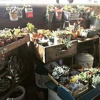 玄関/入り口/多肉植物/72mikan factory /DIY/おじいちゃんサボテンのインテリア実例 - 2015-04-17 09:10:08