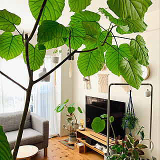 観葉植物/ウンベラータ/〇〇のある暮らし/北欧xDIY/DIY...などのインテリア実例 - 2020-01-10 19:13:24