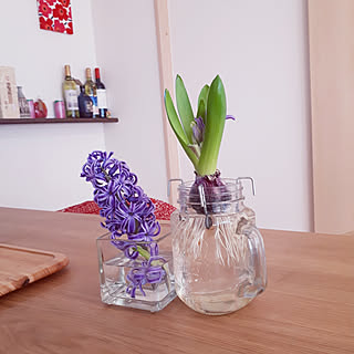 リビング/ヒヤシンス/NO GREEN NO LIFE/ヒヤシンス水耕栽培/マリメッコファブリックパネルのインテリア実例 - 2020-02-24 21:13:55