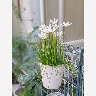 玉すだれ レインリリー のインテリア実例 Roomclip ルームクリップ