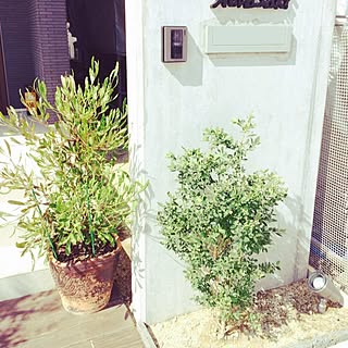 植木屋さん巡り のインテリア実例 Roomclip ルームクリップ