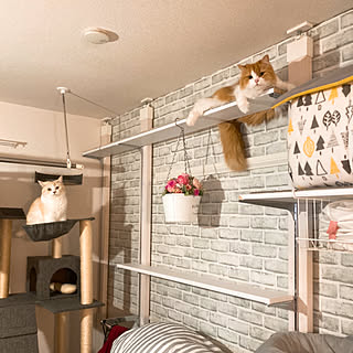 カインズホーム 壁紙のまとめページ Roomclip ルームクリップ カインズホーム 壁紙のまとめページ Roomclip ルームクリップ