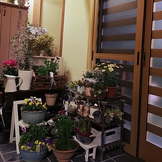 玄関/入り口/避難している子達/ガーデニング多肉植物/日本家屋/平屋暮らしを楽しむ♪...などのインテリア実例 - 2016-02-20 16:58:16