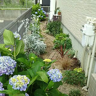 北側の庭のインテリア実例 Roomclip ルームクリップ
