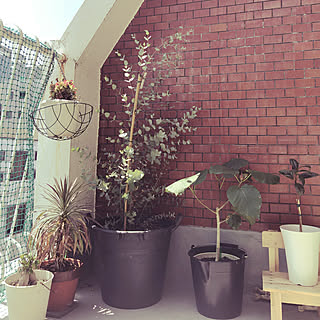 ハンモックのある暮らし 風水インテリアのインテリア実例 Roomclip ルームクリップ