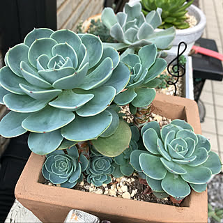 多肉植物 七福神丼のインテリア実例 Roomclip ルームクリップ