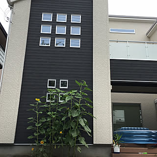 ダイソーの種のインテリア実例 Roomclip ルームクリップ