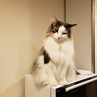 キッチン/猫のいる風景/猫との暮らしのインテリア実例 - 2020-02-22 22:22:23