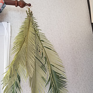 植物のある暮らし 蘇鉄の葉のインテリア実例 Roomclip ルームクリップ