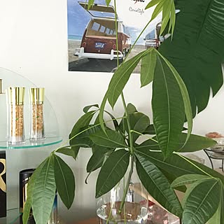 壁/天井/切りましたパキラくん/観葉植物/一人暮らし/ネコ部...などのインテリア実例 - 2017-05-02 07:49:18