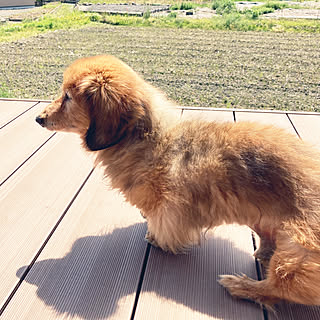 ミニチュアダックス 老犬のインテリア実例 Roomclip ルームクリップ