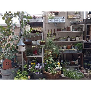 ベッド周り/多肉植物/ガーデニング/目指せshop風ディスプレイ/ブリキの鉢...などのインテリア実例 - 2016-03-28 18:57:54