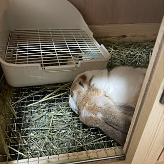 部屋全体 うさぎケージのインテリア実例 Roomclip ルームクリップ