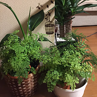 テーブルヤシ いいねと フォローの押し逃げすみません のインテリア実例 Roomclip ルームクリップ