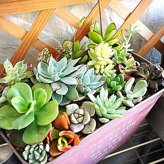 寄せ植え/一人暮らし/みどりのある暮らし/ナチュラル/観葉植物のある暮らし...などのインテリア実例 - 2019-05-28 23:26:30