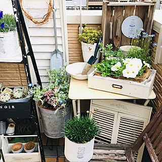 寄せ植え ブルーデイジーのインテリア実例 Roomclip ルームクリップ