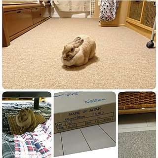 タイルカーペット オフィス用のインテリア実例 Roomclip ルームクリップ タイルカーペット オフィス用のインテリア実例 Roomclip ルームクリップ