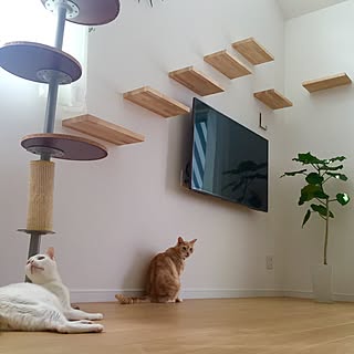 キャットポールのインテリア実例 Roomclip ルームクリップ