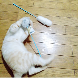 壁/天井/カインズ/猫じゃらし/Cainz/CAINZ HOME...などのインテリア実例 - 2019-09-11 19:53:13