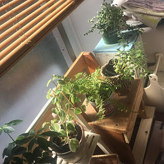 部屋全体/ニトリのブラインド/ラグ/貴重な採光/気持ち良さそう~^^...などのインテリア実例 - 2017-10-18 09:53:22
