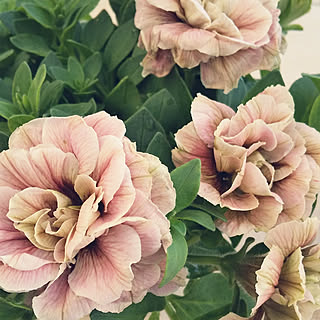 ホイップマカロンのインテリア実例 Roomclip ルームクリップ