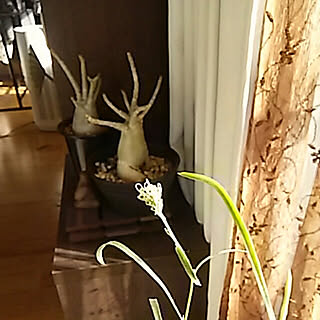 花工房たんぽぽ こだわりの宿根草 花 ガーデン Diyのおすすめ家具 インテリア 全6件 Roomclip ルームクリップ 花工房たんぽぽ こだわりの宿根草 花 ガーデン Diyのおすすめ家具 インテリア 全6件 Roomclip ルームクリップ