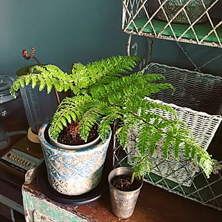 キッチン/アイアン雑貨/タカワラビ/観葉植物/色壁紙...などのインテリア実例 - 2017-04-15 14:32:38
