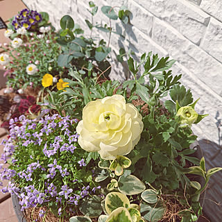 ラナンキュラス 春の寄せ植えのインテリア実例 Roomclip ルームクリップ ラナンキュラス 春の寄せ植えのインテリア実例 Roomclip ルームクリップ