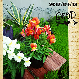 玄関/入り口/RCの出会いに感謝♡/いつもいいねやコメありがとうございます♡/皆さまに感謝/セダム...などのインテリア実例 - 2017-09-13 17:27:17