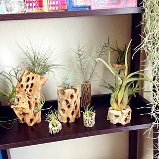 カクタススケルトンのインテリア実例 Roomclip ルームクリップ カクタススケルトンのインテリア実例 Roomclip ルームクリップ