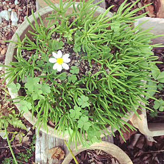 一人暮らし 鉢植えのインテリア レイアウト実例 Roomclip ルームクリップ