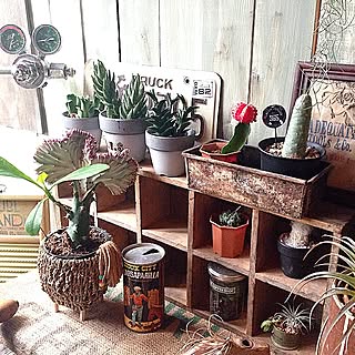 サボテン マハラジャのインテリア実例 Roomclip ルームクリップ