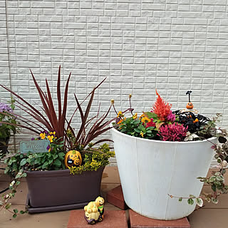 寄せ植え カルーナブルガリスのインテリア実例 Roomclip ルームクリップ