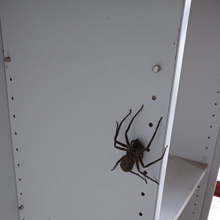 壁 天井 蜘蛛のインテリア実例 Roomclip ルームクリップ
