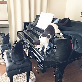 猫 グランドピアノのインテリア実例 Roomclip ルームクリップ 猫 グランドピアノのインテリア実例 Roomclip ルームクリップ