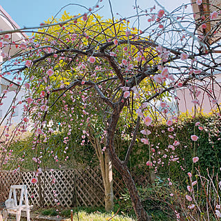 金木犀 花のある暮らしのインテリア実例 Roomclip ルームクリップ