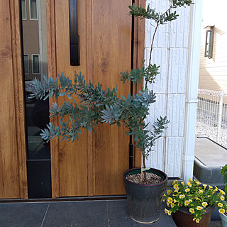 玄関 入り口 鉢植えミモザのインテリア実例 Roomclip ルームクリップ
