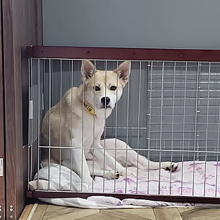 いぬ 保護犬のインテリア実例 Roomclip ルームクリップ