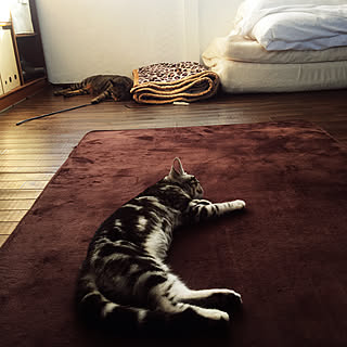 猫/保護猫/いいね♪ありがとうございます(^_^)/100均/猫と暮らす...などのインテリア実例 - 2020-02-24 15:20:40