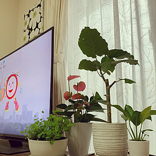 アンスリウムロイヤルピンクチャンピオンのインテリア実例 Roomclip ルームクリップ
