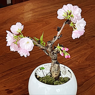 桜 ミニ盆栽のおしゃれなアレンジ 飾り方のインテリア実例 Roomclip ルームクリップ 桜 ミニ盆栽のおしゃれなアレンジ 飾り方のインテリア実例 Roomclip ルームクリップ