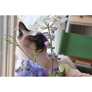 シャム猫のインテリア実例 | RoomClip(ルームクリップ)