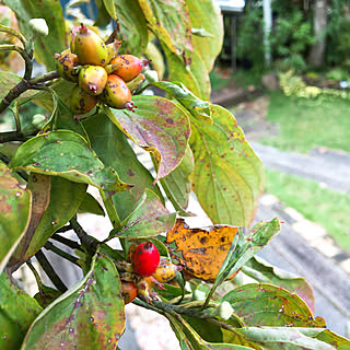 ハナミズキの実のインテリア実例 Roomclip ルームクリップ