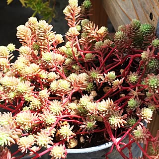 セダム寄せ植え パリダムのインテリア実例 Roomclip ルームクリップ セダム寄せ植え パリダムのインテリア実例 Roomclip ルームクリップ